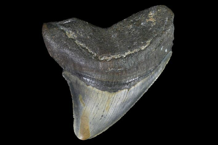Fossil Megalodon Tooth - North Carolina #101260